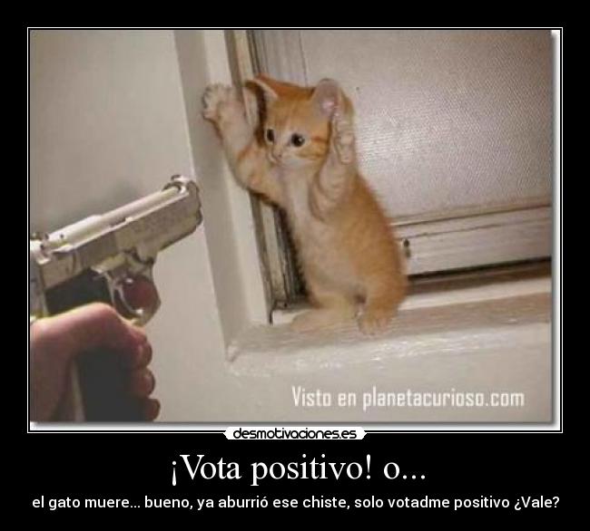 ¡Vota positivo! o... - el gato muere... bueno, ya aburrió ese chiste, solo votadme positivo ¿Vale?