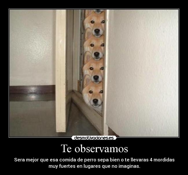 Te observamos - Sera mejor que esa comida de perro sepa bien o te llevaras 4 mordidas
muy fuertes en lugares que no imaginas.