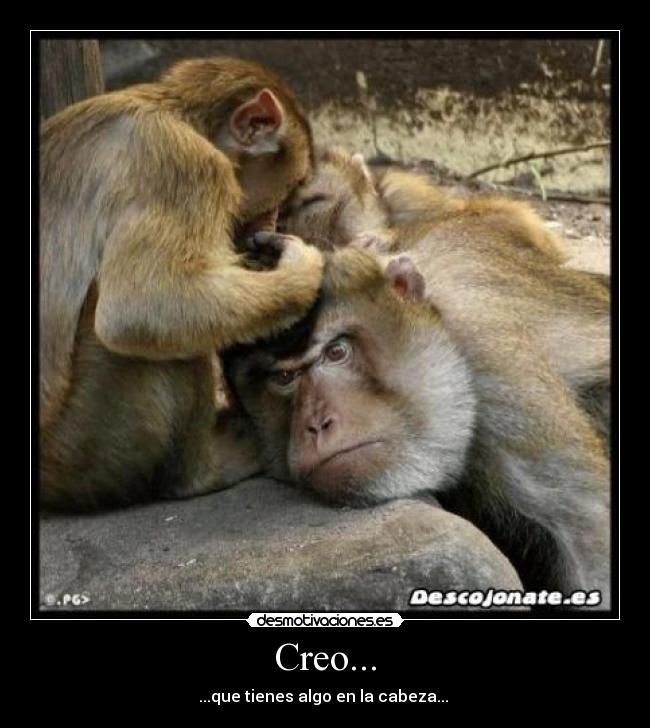 Creo... - ...que tienes algo en la cabeza... 