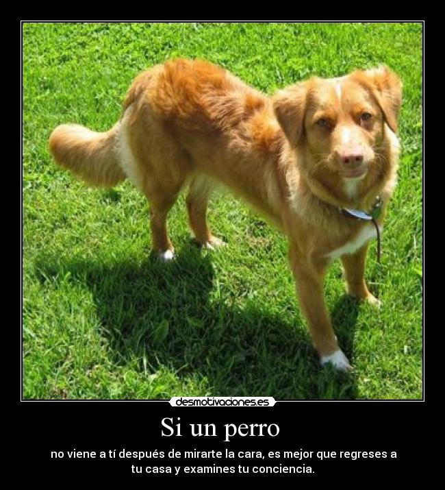 Si un perro  - 