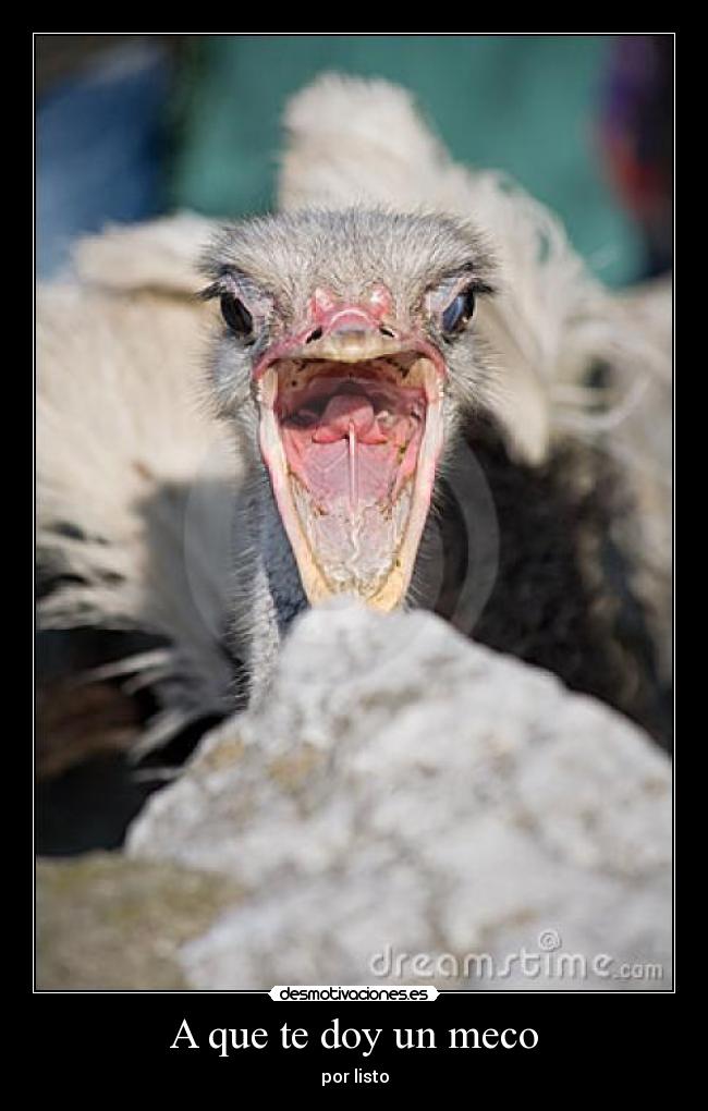 A que te doy un meco - por listo