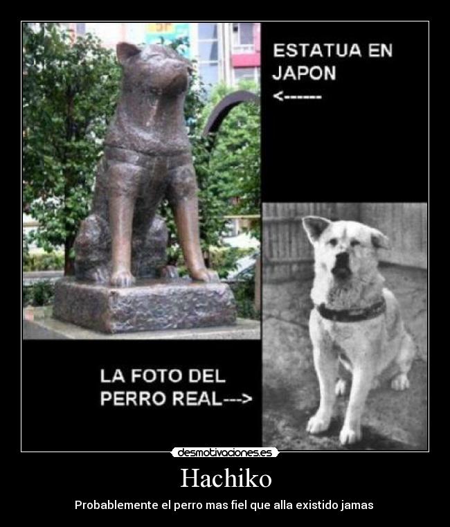 Hachiko -
