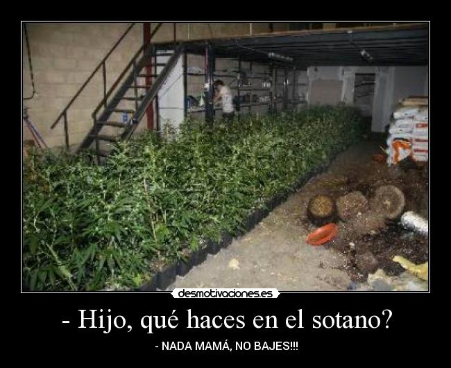 - Hijo, qué haces en el sotano? -