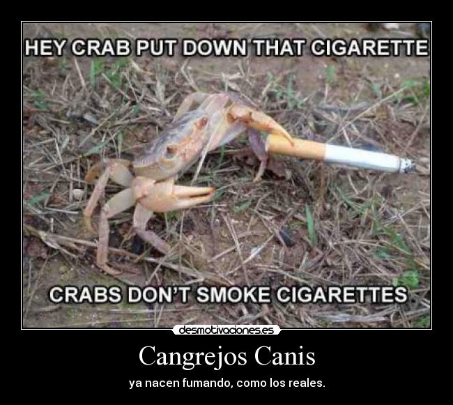 Cangrejos Canis - ya nacen fumando, como los reales.