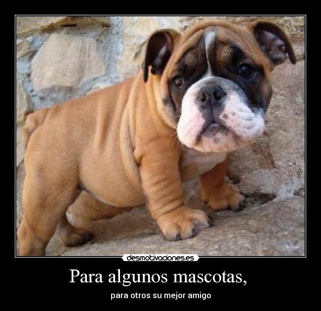 Para algunos mascotas, -