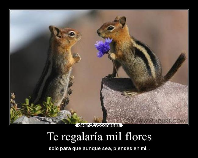 Te regalaría mil flores - solo para que aunque sea, pienses en mi...