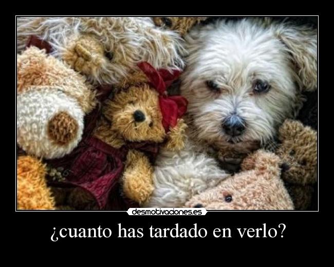 carteles perro desmotivaciones