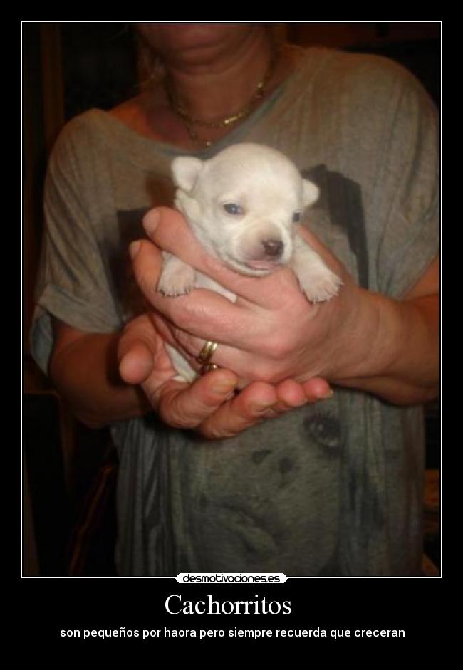 Cachorritos - son pequeños por haora pero siempre recuerda que creceran