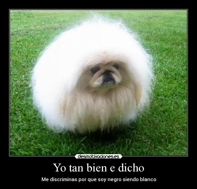 Yo tan bien e dicho - Me discriminas por que soy negro siendo blanco