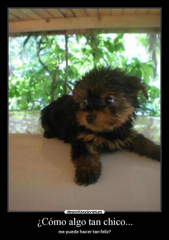¿Cómo algo tan chico... - me puede hacer tan feliz?
