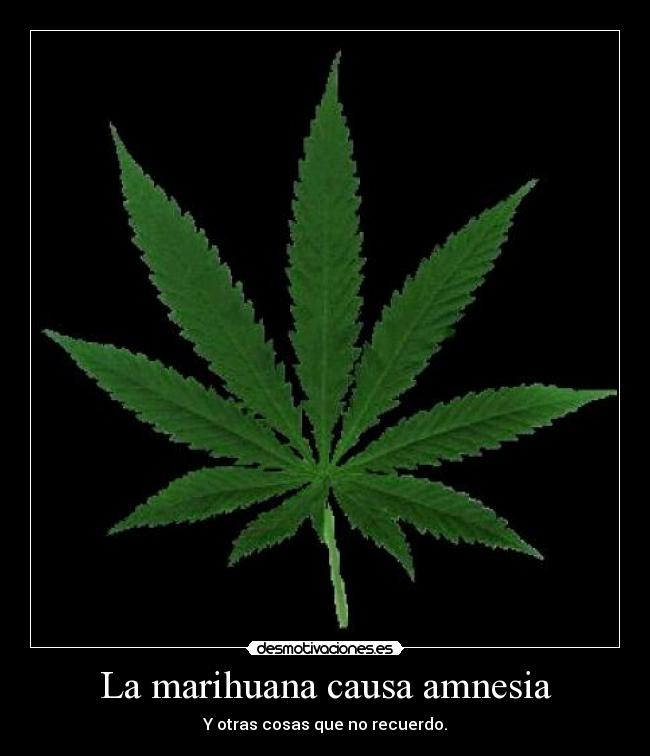 La marihuana causa amnesia -