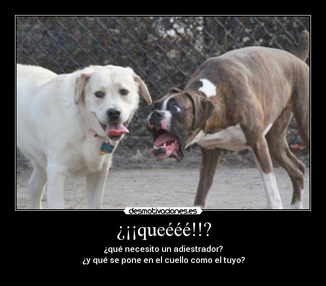 ¿¡¡queééé!!? - ¿qué necesito un adiestrador?
¿y qué se pone en el cuello como el tuyo?