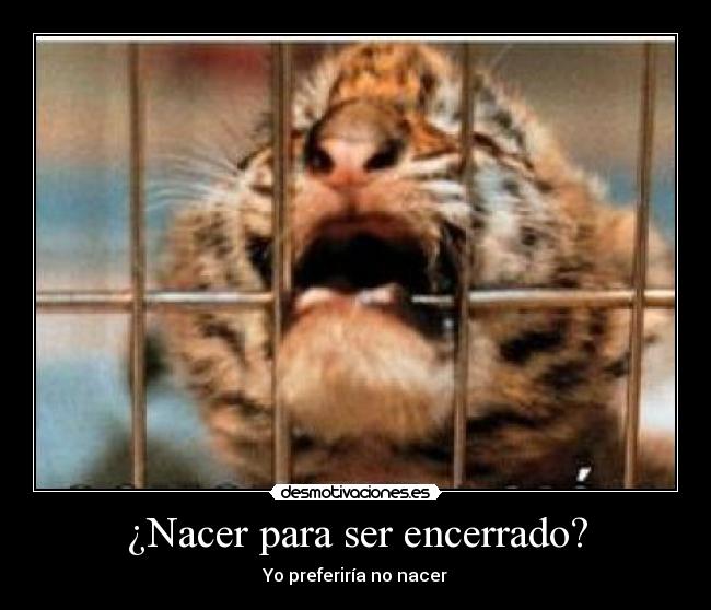 ¿Nacer para ser encerrado? - Yo preferiría no nacer