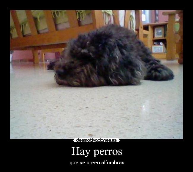 Hay perros -