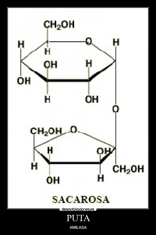 PUTA - AMILASA