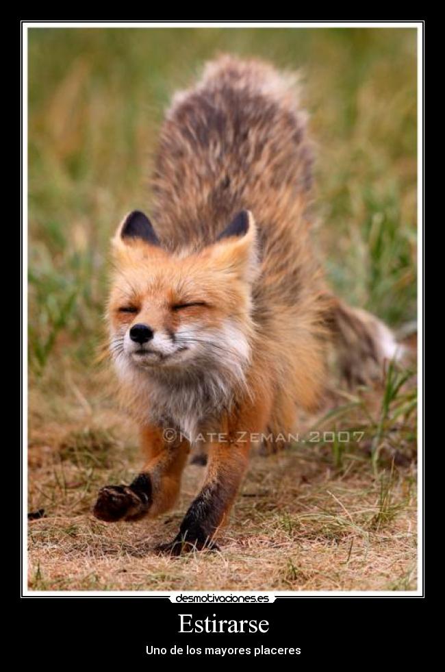 Estirarse - 