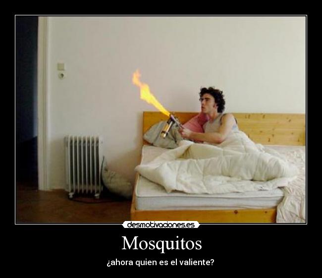 Mosquitos - 