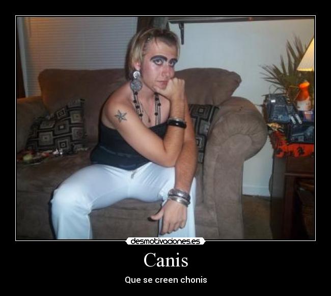 carteles canis chonis desmotivaciones