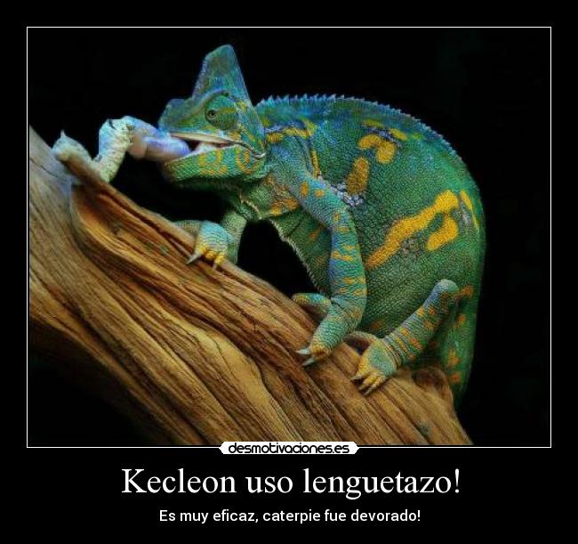 carteles pokemon kecleon desmotivaciones