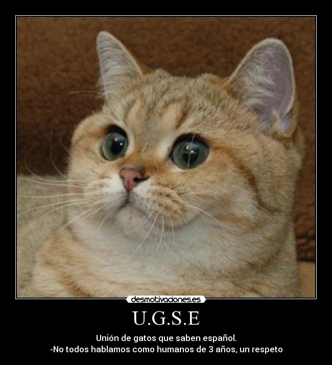 U.G.S.E - Unión de gatos que saben español.
-No todos hablamos como humanos de 3 años, un respeto