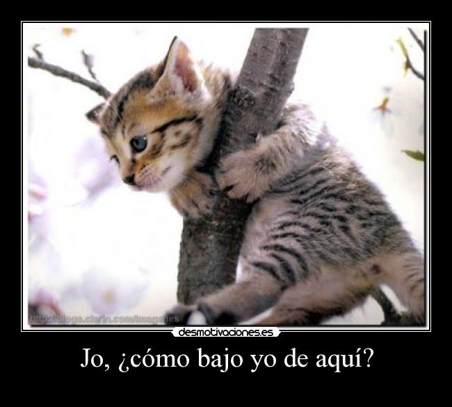 Jo, ¿cómo bajo yo de aquí? - 