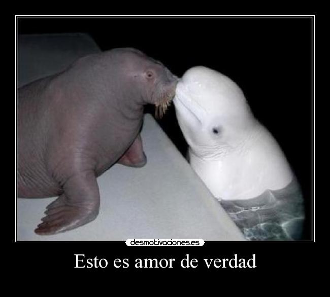 Esto es amor de verdad - 