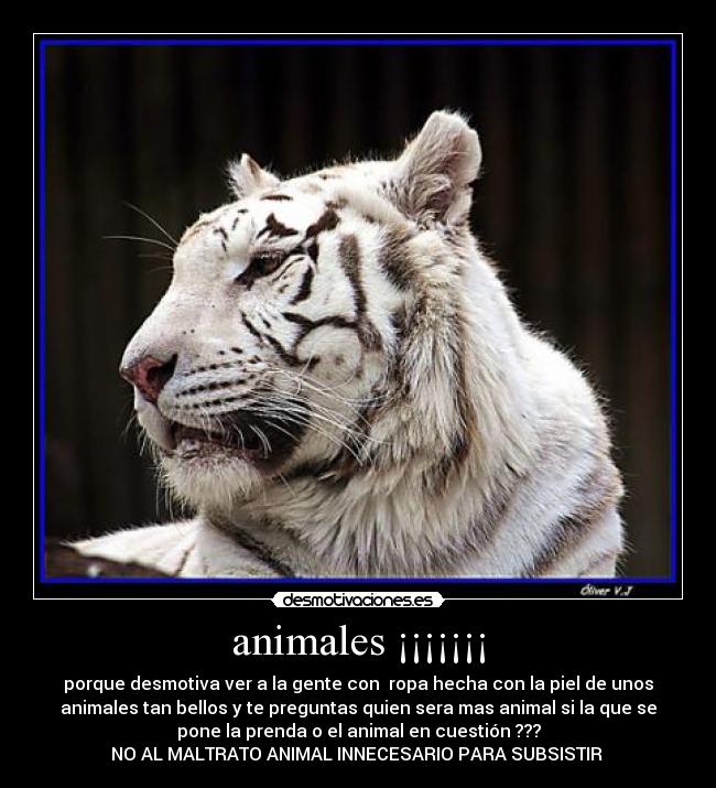 animales ¡¡¡¡¡¡¡ -
