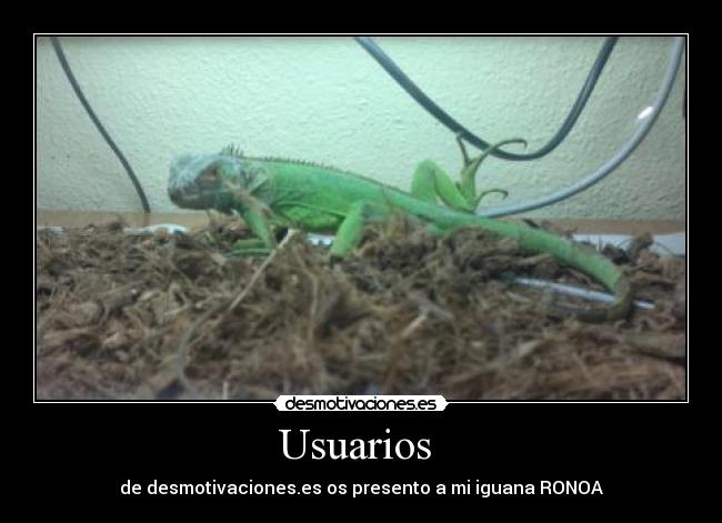 Usuarios -