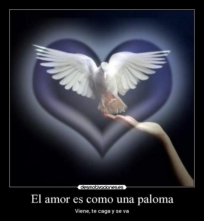 El amor es como una paloma - Viene, te caga y se va