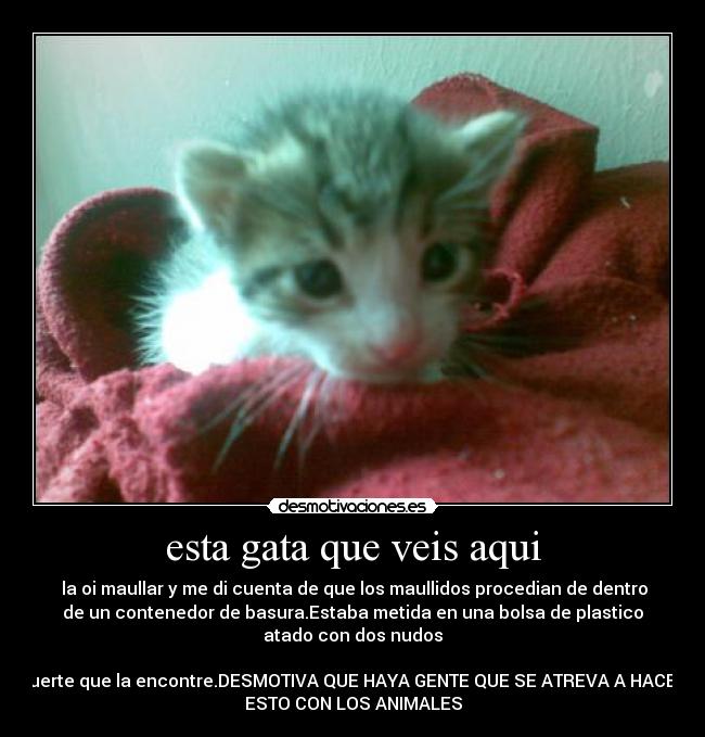 esta gata que veis aqui -  la oi maullar y me di cuenta de que los maullidos procedian de dentro
de un contenedor de basura.Estaba metida en una bolsa de plastico
atado con dos nudos

suerte que la encontre.DESMOTIVA QUE HAYA GENTE QUE SE ATREVA A HACER
ESTO CON LOS ANIMALES