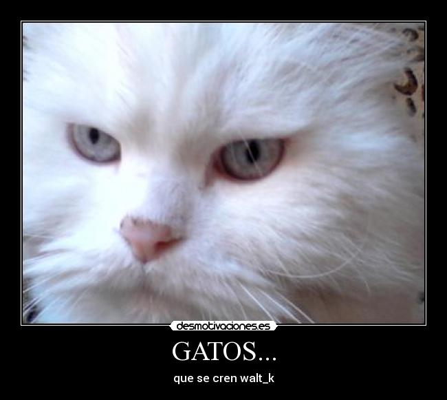 GATOS... -