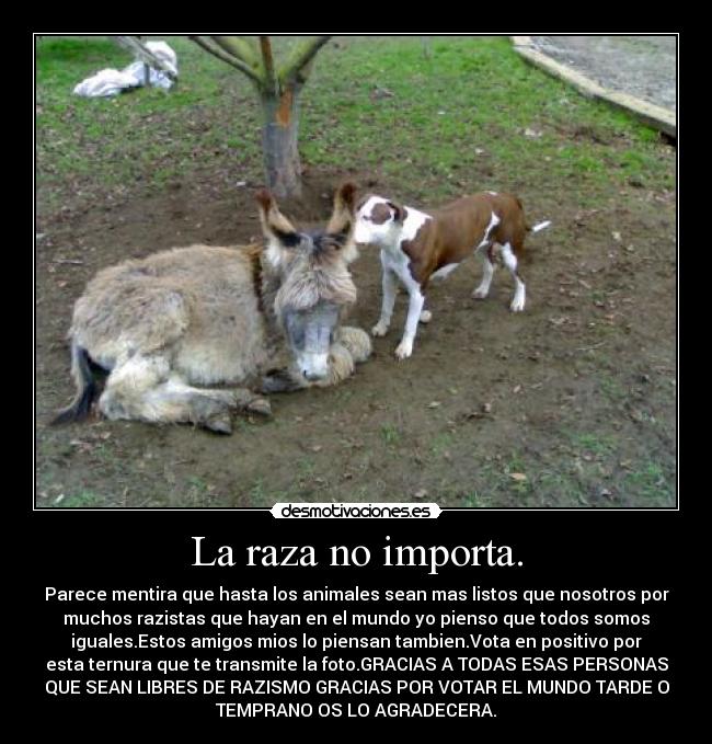 La raza no importa. -