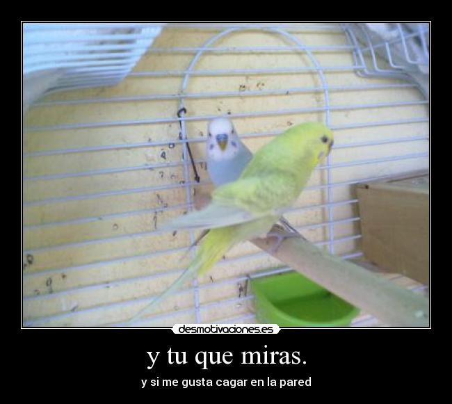 y tu que miras. - 
