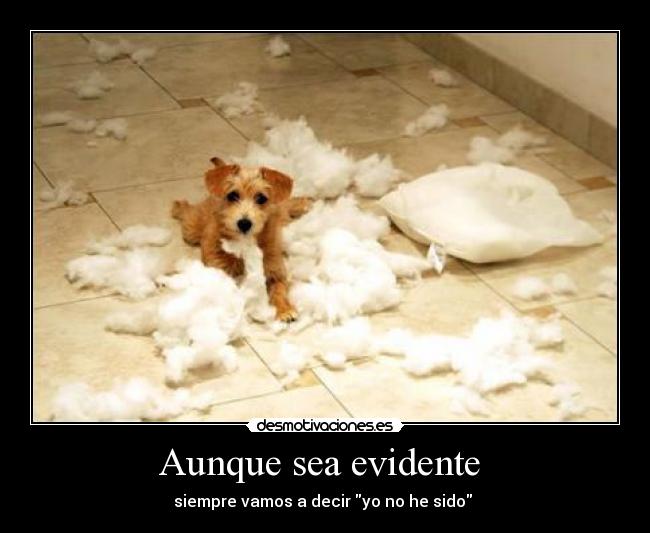 Aunque sea evidente - siempre vamos a decir yo no he sido