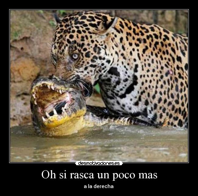 Oh si rasca un poco mas -