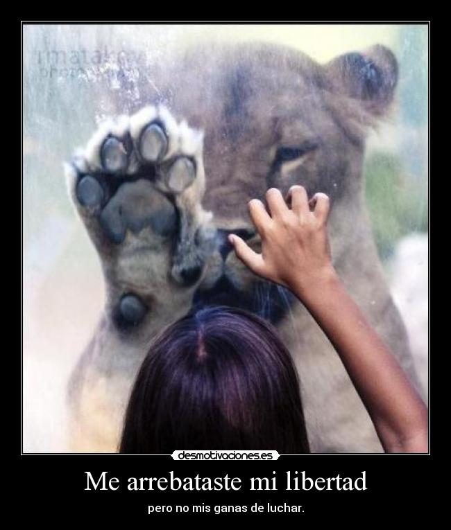 carteles libertad libertad luchar leon zorra implakable desmotivaciones
