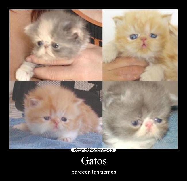 Gatos - 