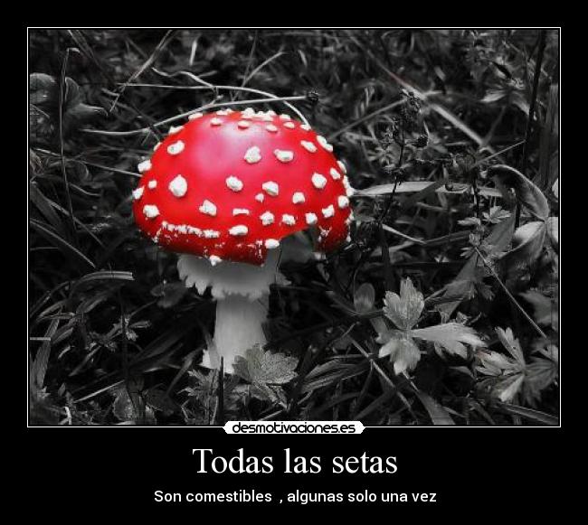 Todas las setas - Son comestibles , algunas solo una vez