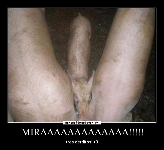 MIRAAAAAAAAAAAAA!!!!! - tres cerditos! =3