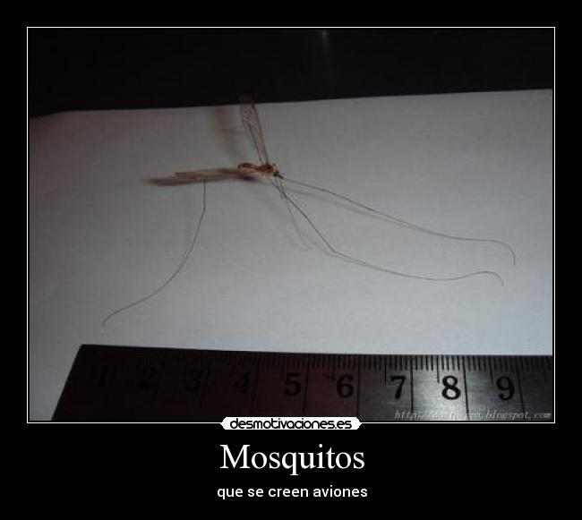 Mosquitos -