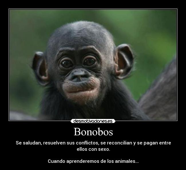 Bonobos - Se saludan, resuelven sus conflictos, se reconcilian y se pagan entre ellos con sexo.

Cuando aprenderemos de los animales...