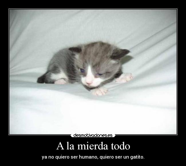 A la mierda todo - ya no quiero ser humano, quiero ser un gatito.