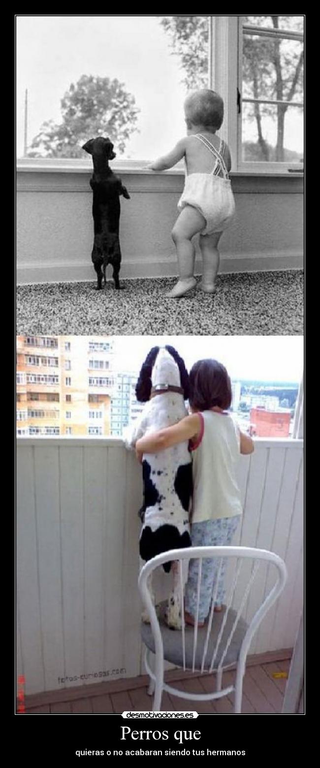 Perros que - quieras o no acabaran siendo tus hermanos