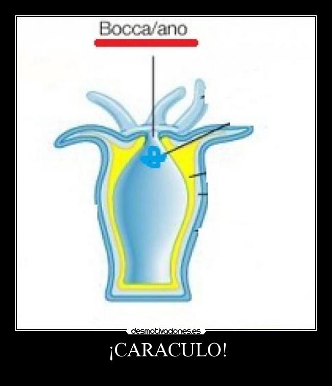 ¡CARACULO! -