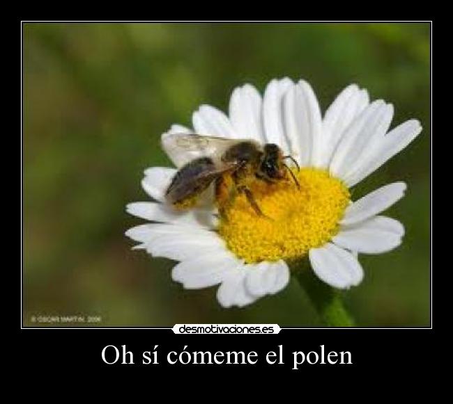 Oh sí cómeme el polen -