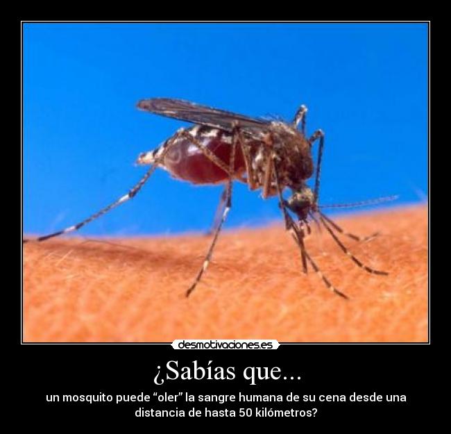 ¿Sabías que... - un mosquito puede “oler” la sangre humana de su cena desde una
distancia de hasta 50 kilómetros?