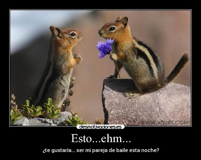 carteles ardilla timida pareja baile animales flor invitacion animales desmotivaciones