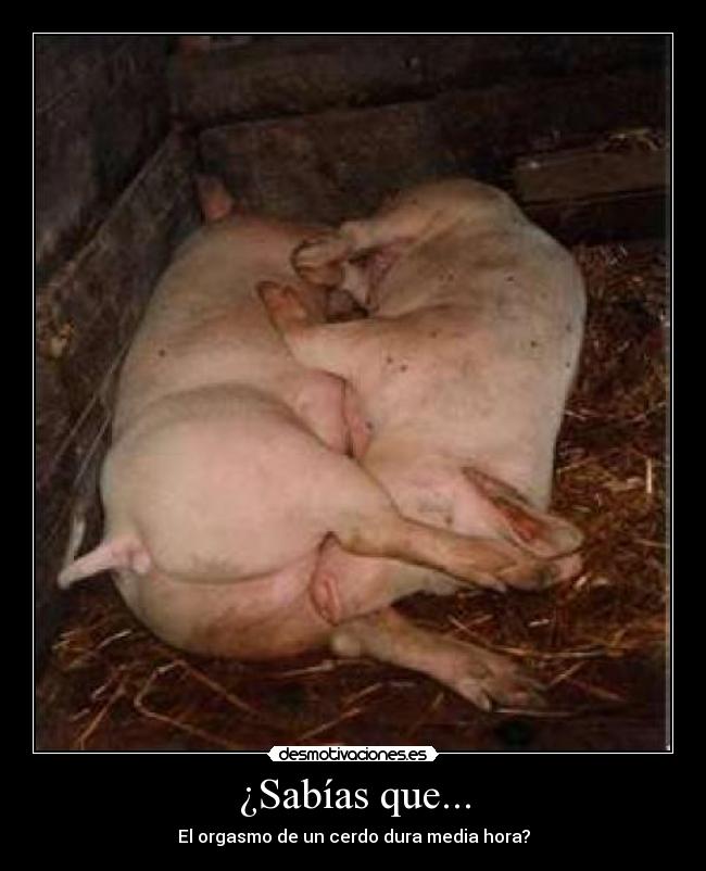¿Sabías que... - El orgasmo de un cerdo dura media hora?