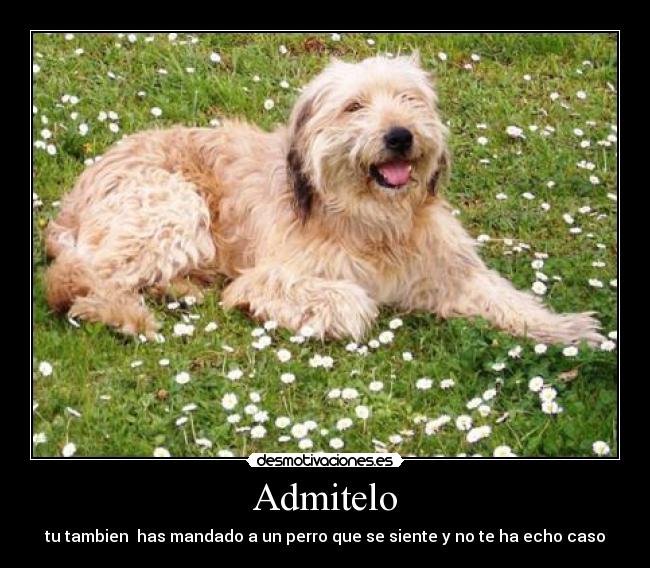 Admitelo - tu tambien has mandado a un perro que se siente y no te ha echo caso