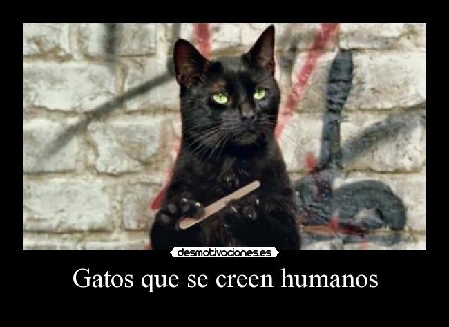 Gatos que se creen humanos -